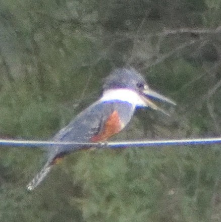 Ringed Kingfisher - ML626107809