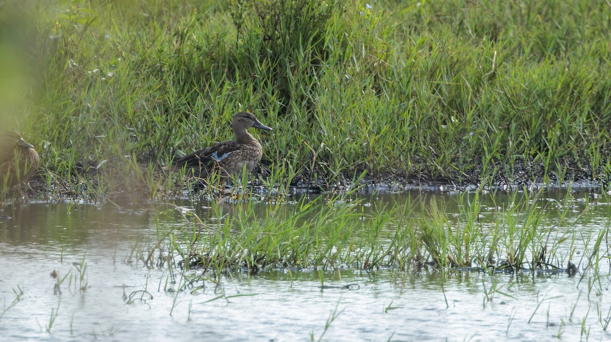 Blue-winged Teal - ML626107812