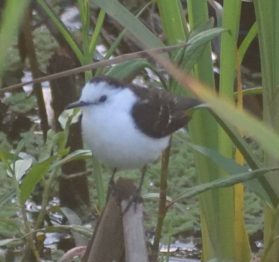 Black-backed Water-Tyrant - ML626107833