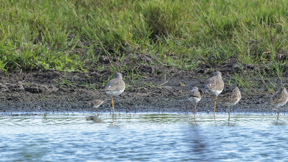 Least Sandpiper - ML626107841