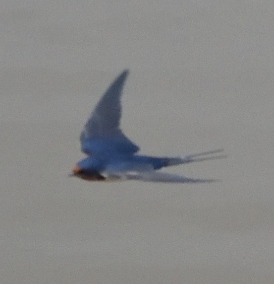 Barn Swallow - ML626107848