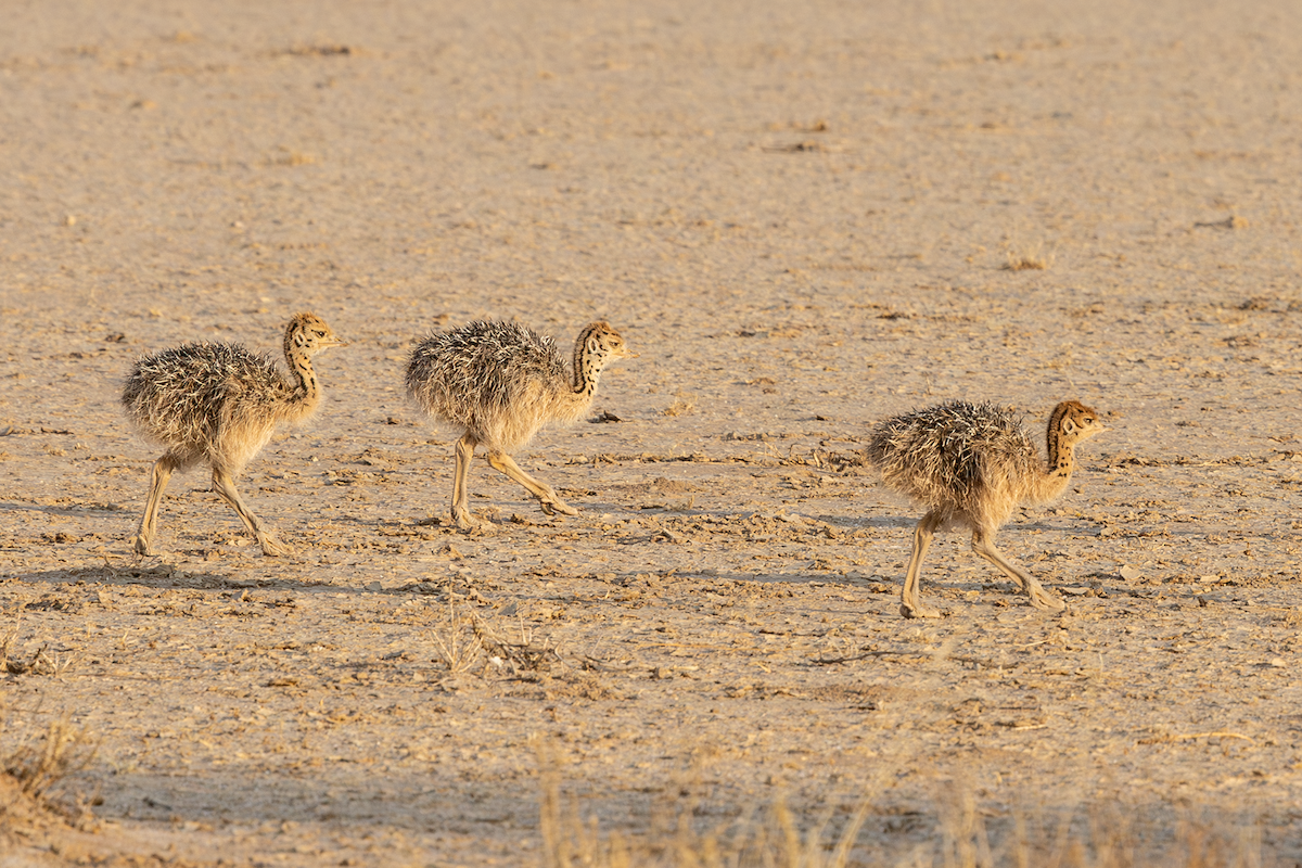 Common Ostrich - ML626107849