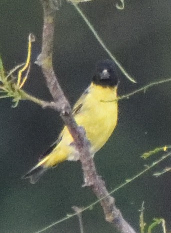 Hooded Siskin - ML626107853