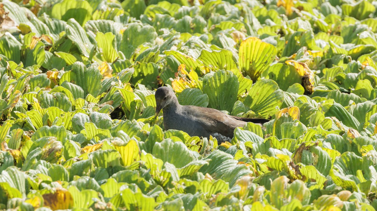 Common Gallinule - ML626107856