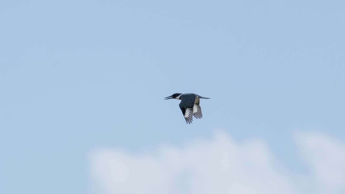 Belted Kingfisher - ML626107874