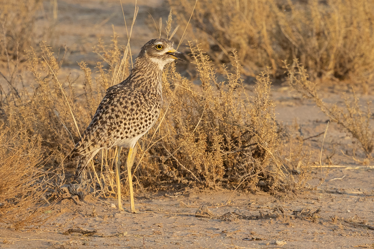Spotted Thick-knee - ML626108148