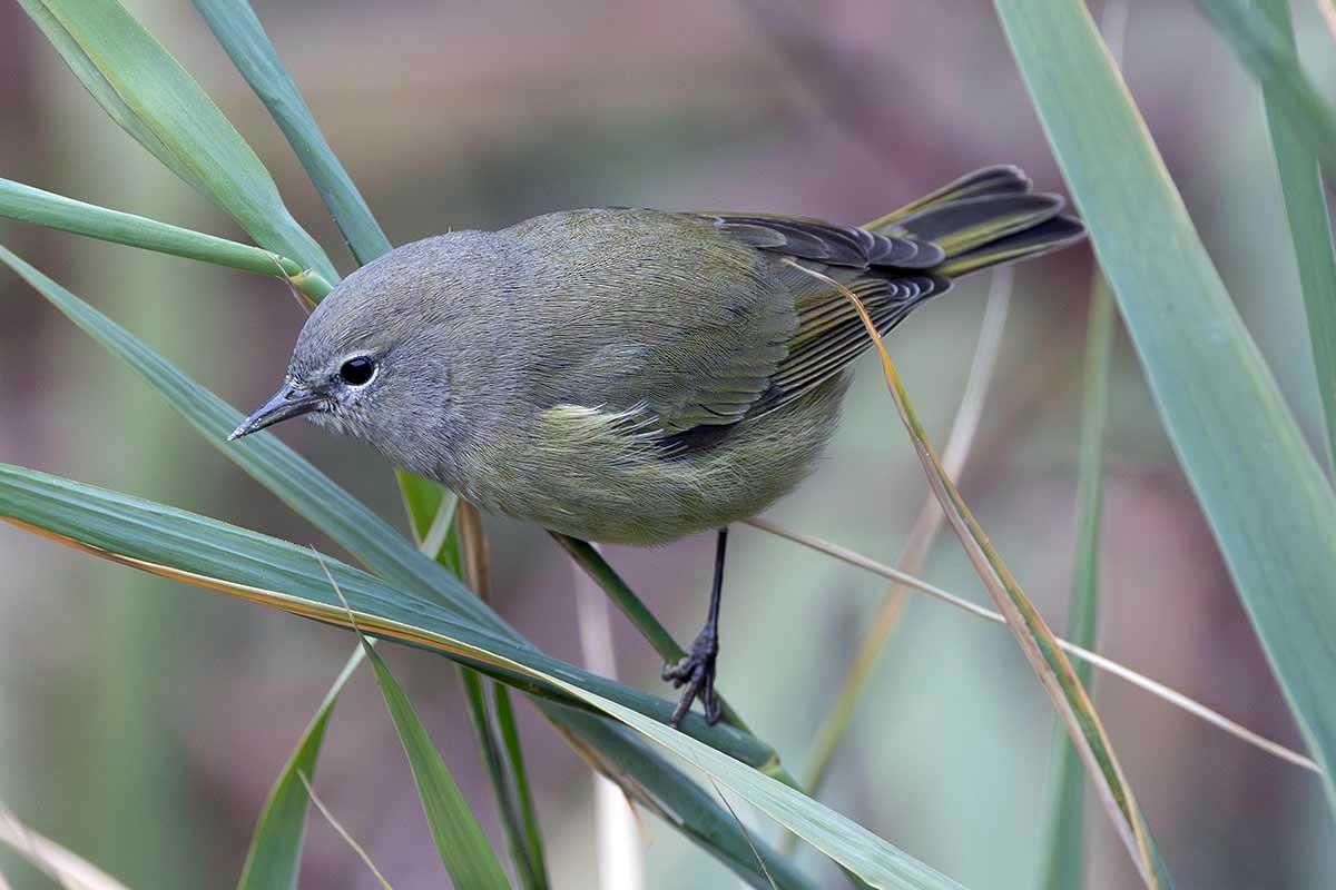 Orange-crowned Warbler - ML626108152