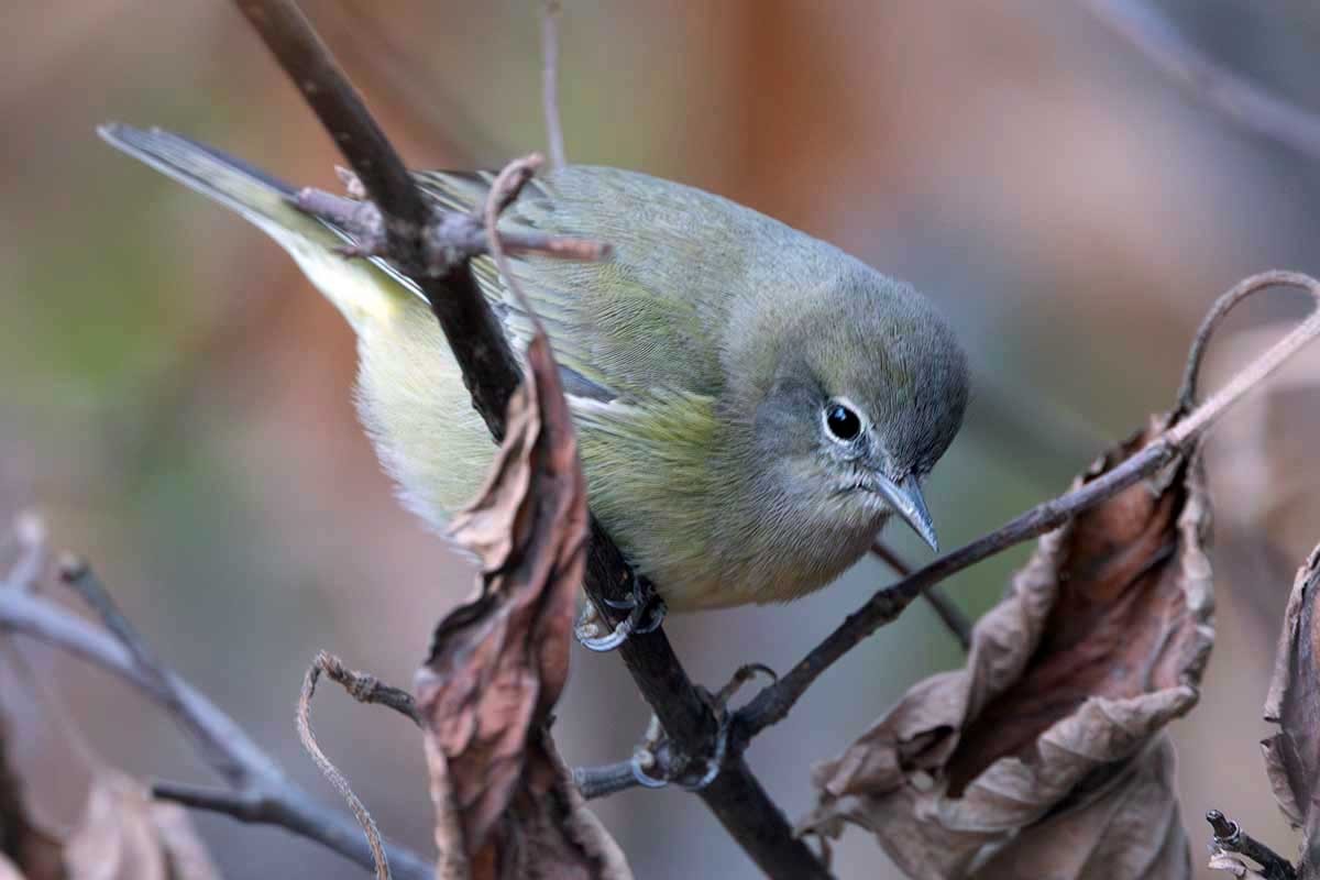 Orange-crowned Warbler - ML626108153