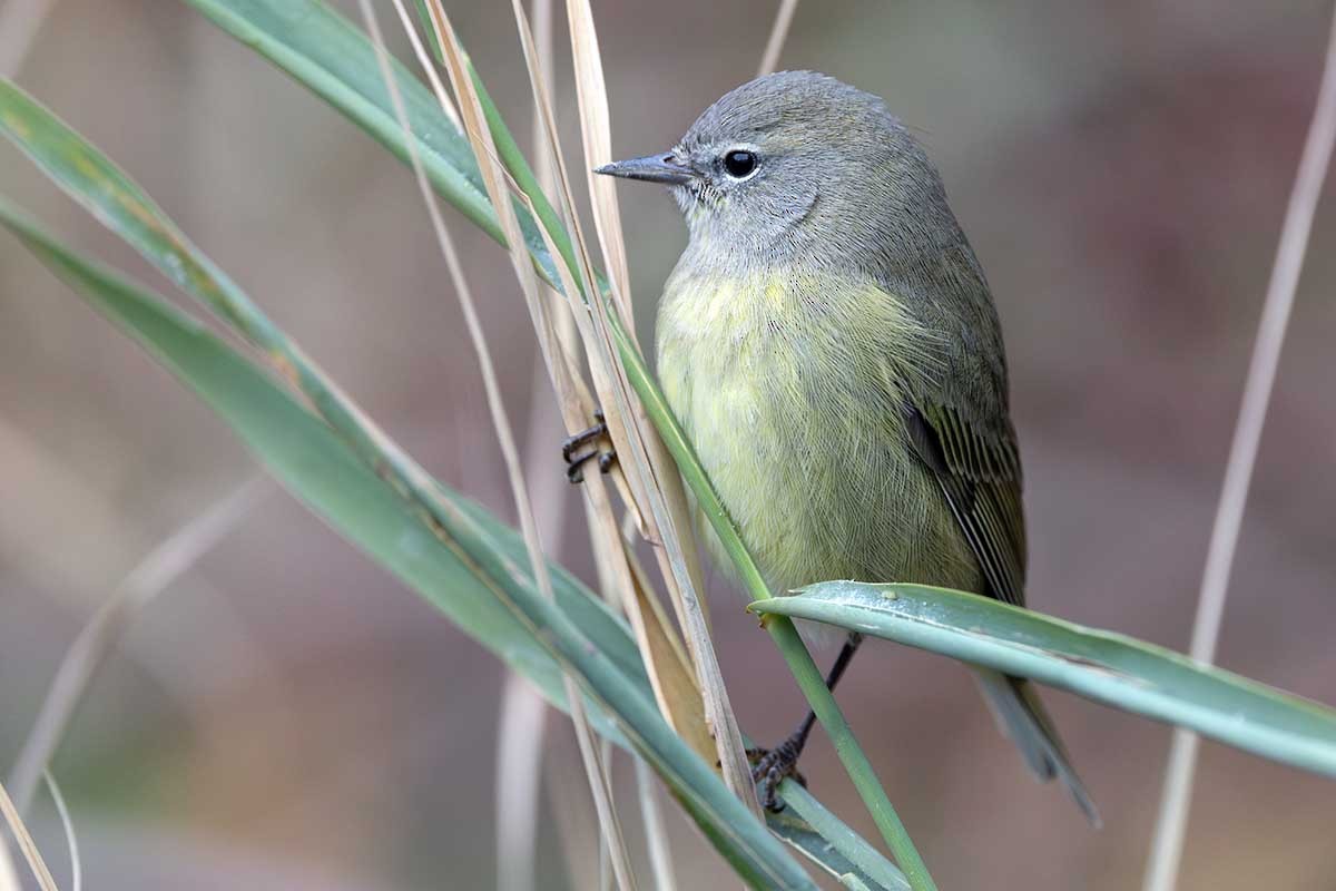 Orange-crowned Warbler - ML626108154