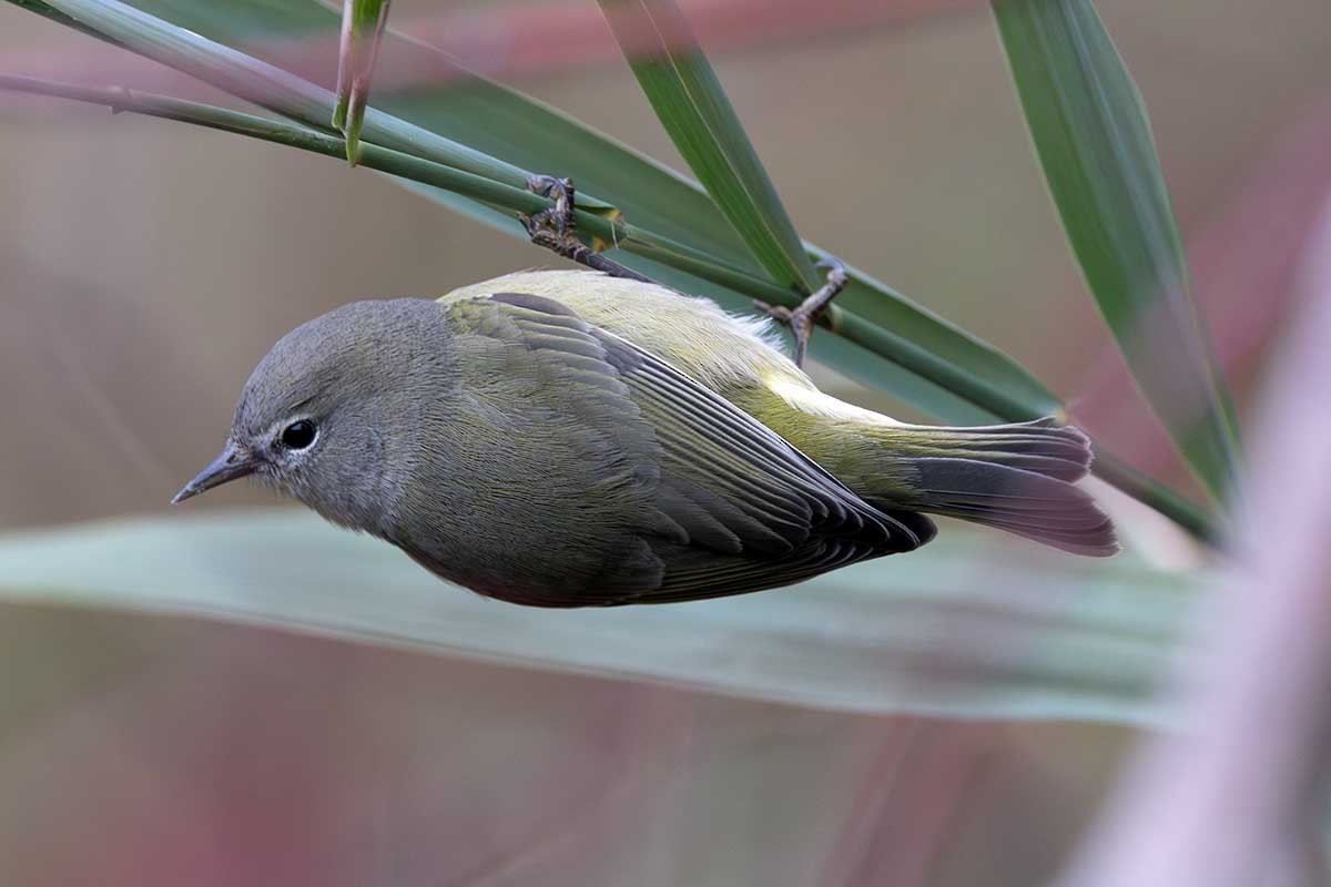 Orange-crowned Warbler - ML626108155