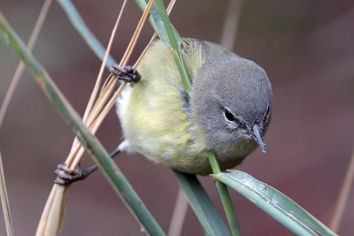 Orange-crowned Warbler - ML626108157