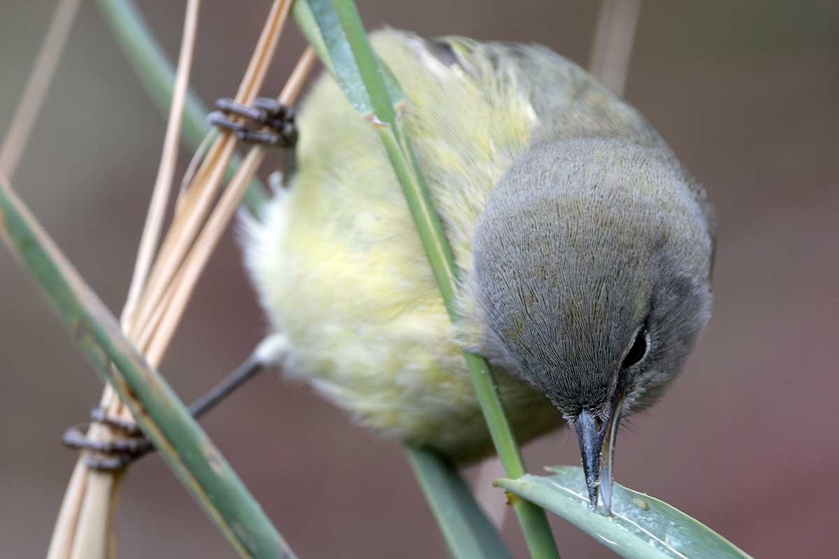 Orange-crowned Warbler - ML626108158