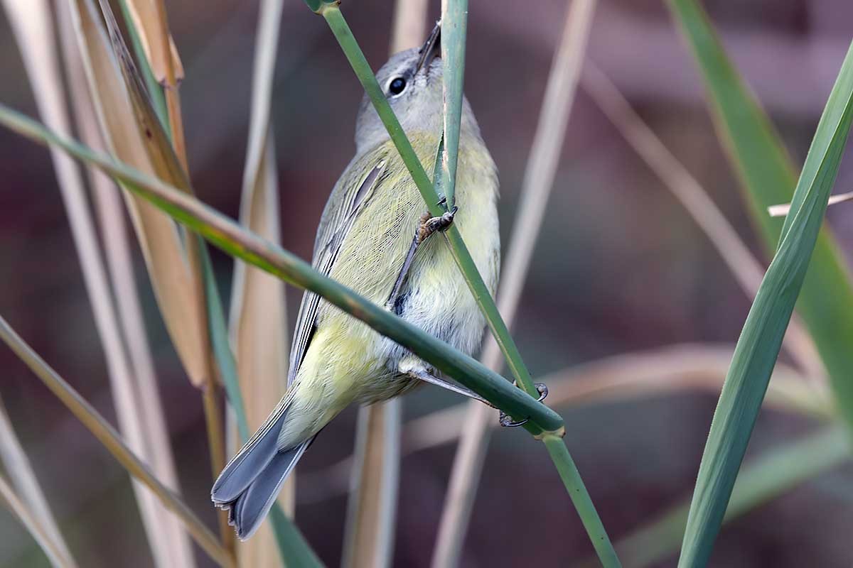 Orange-crowned Warbler - ML626108159