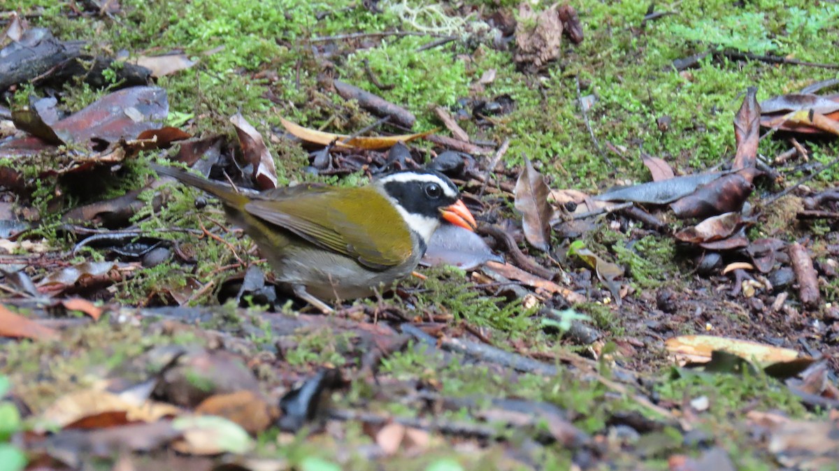 Orange-billed Sparrow - ML626108174