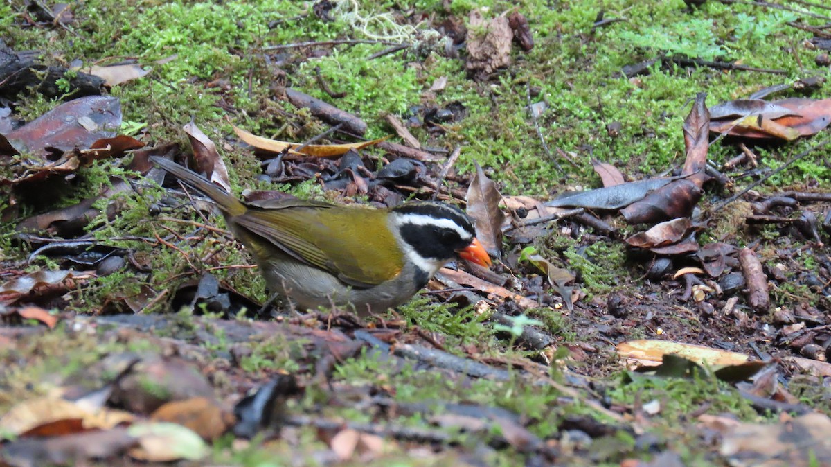 Orange-billed Sparrow - ML626108175