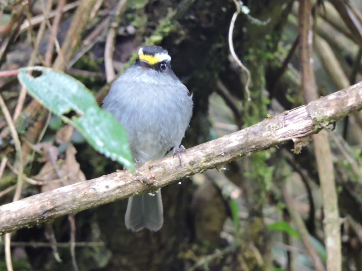 Crowned Chat-Tyrant - ML62610821