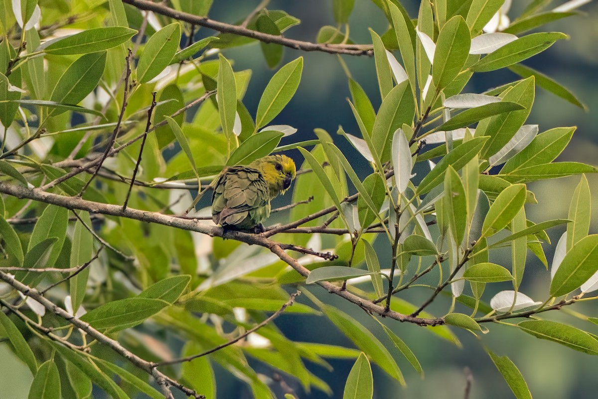 Dusky-billed Parrotlet - ML626108235