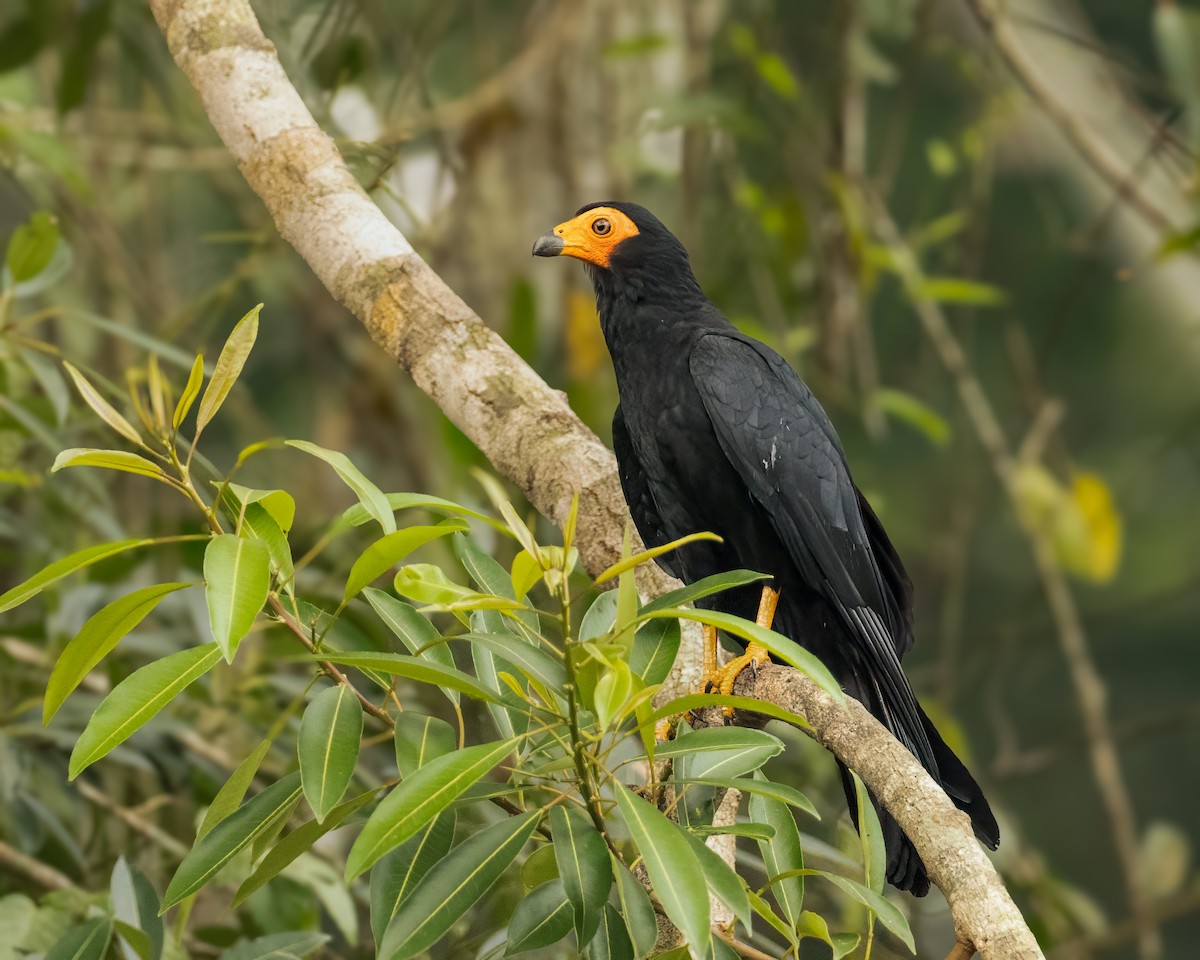 Black Caracara - ML626108240