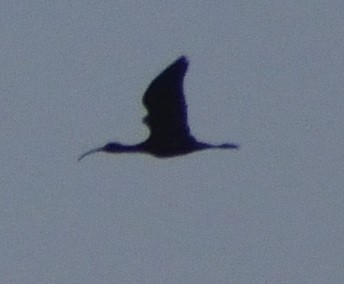 White-faced Ibis - ML626108247