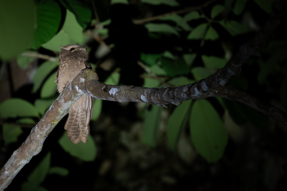 Large Frogmouth - ML626108300