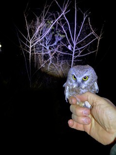 Northern Saw-whet Owl - ML626108443
