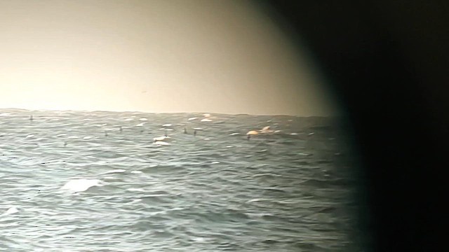 Short-tailed Shearwater - ML626108448