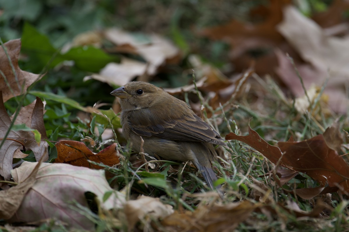 Indigo Bunting - ML626108728