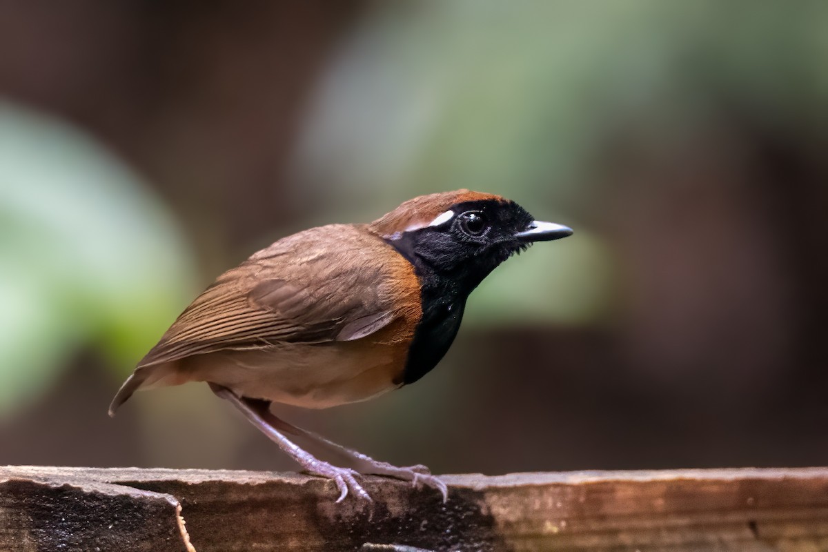 Black-breasted Gnateater - ML626108797