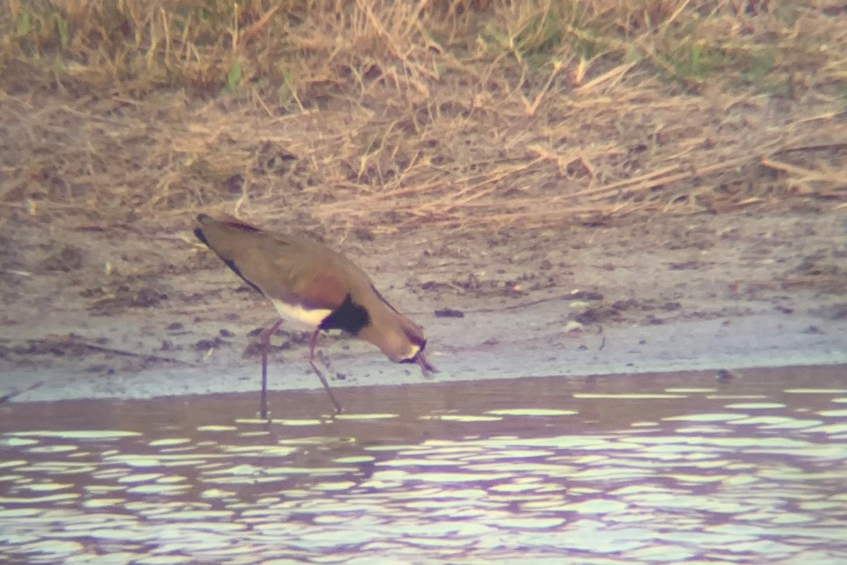 Southern Lapwing (cayennensis) - ML626109138