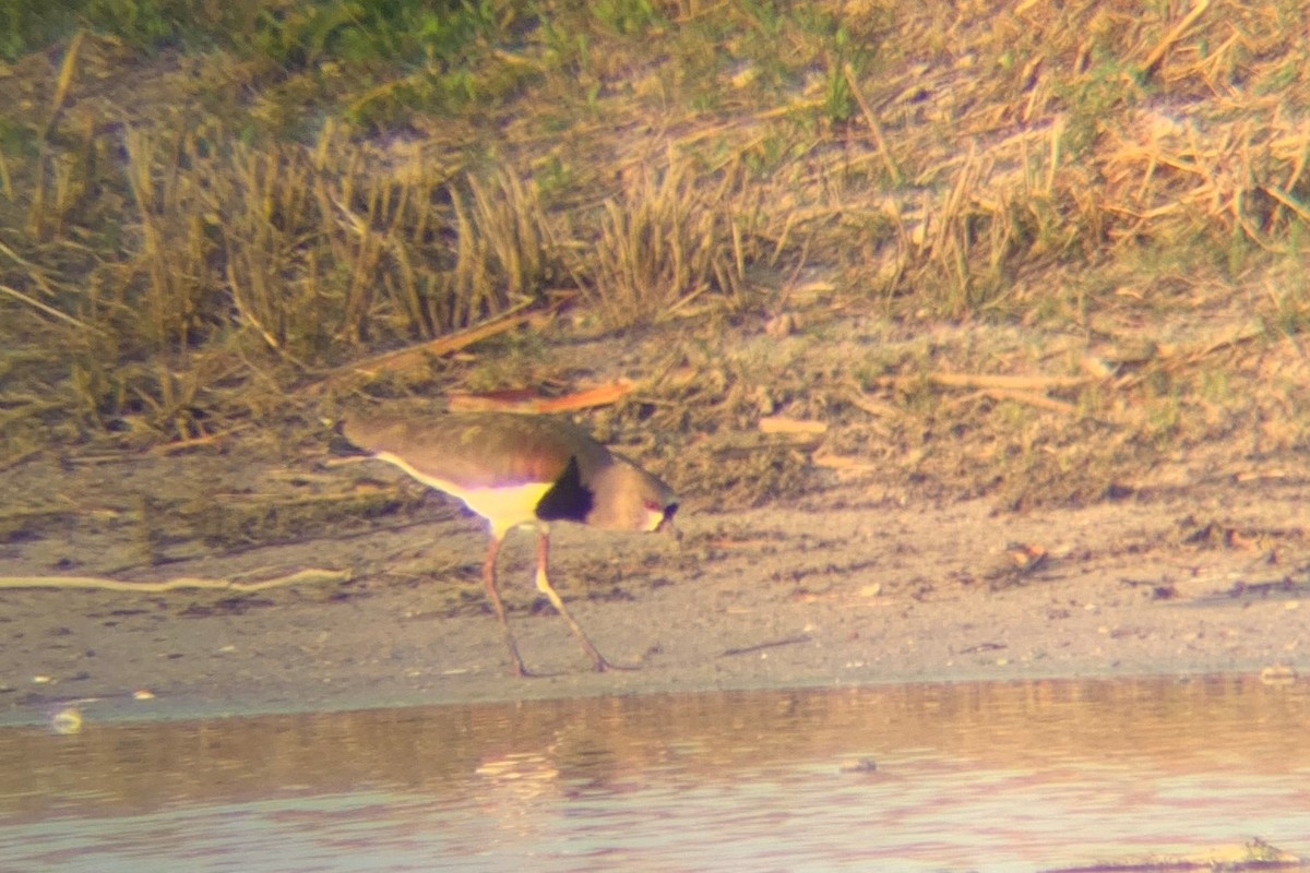 Southern Lapwing (cayennensis) - ML626109140