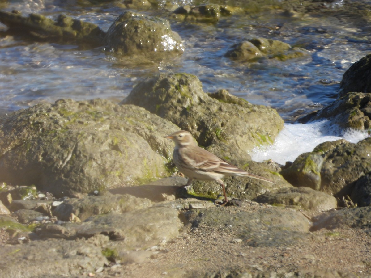 American Pipit - ML626109177