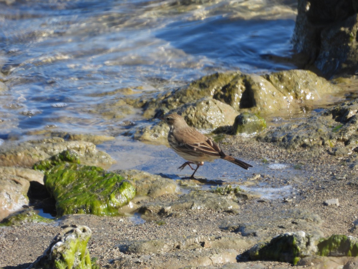 American Pipit - ML626109178