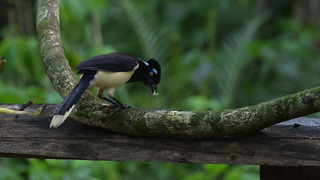 plysjskrike - ML626109492