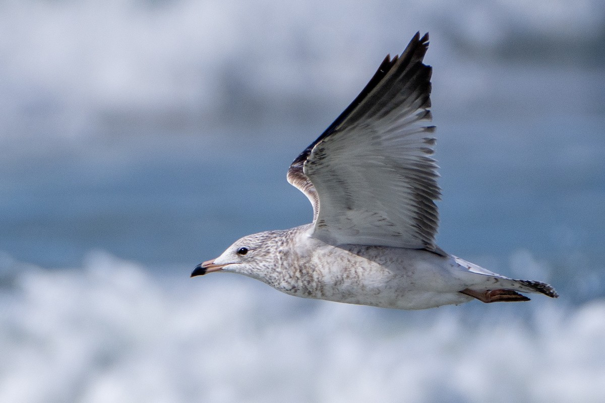 Ring-billed Gull - ML626109557