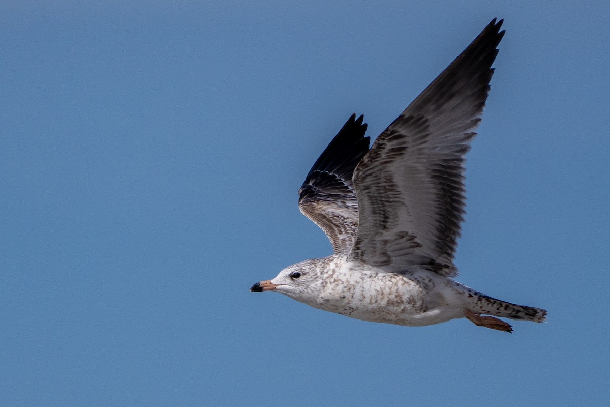 Ring-billed Gull - ML626109558