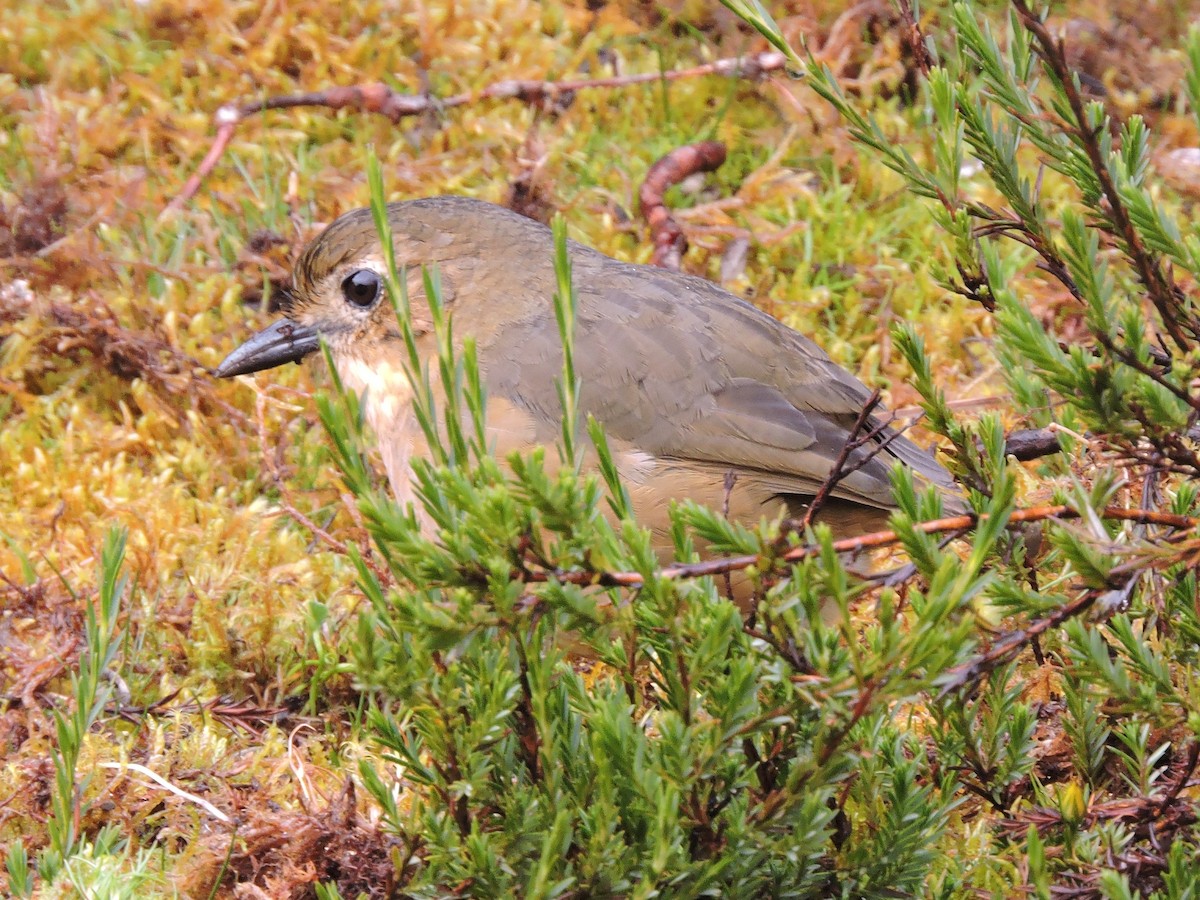 Tawny Antpitta - ML62610981