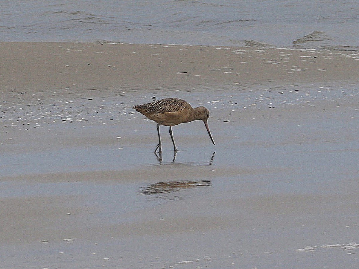 Marbled Godwit - ML626110045