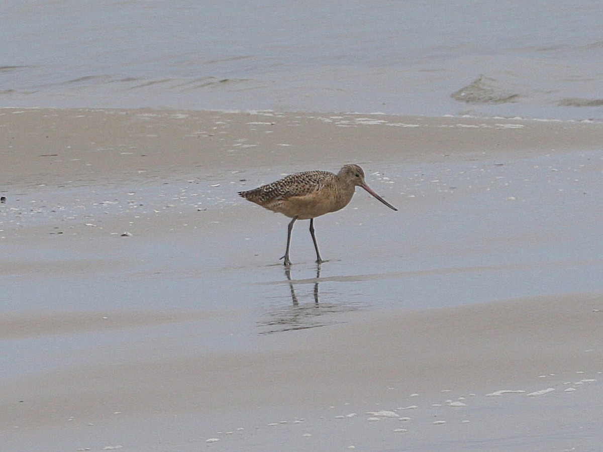 Marbled Godwit - ML626110047