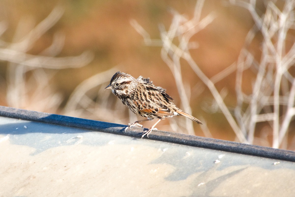 Song Sparrow - Jaedon Tembrevilla