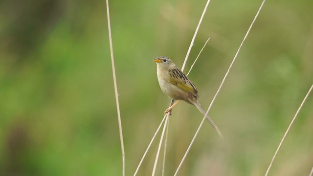 Wedge-tailed Grass-Finch - ML626110345
