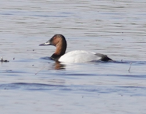 Canvasback - ML626110444