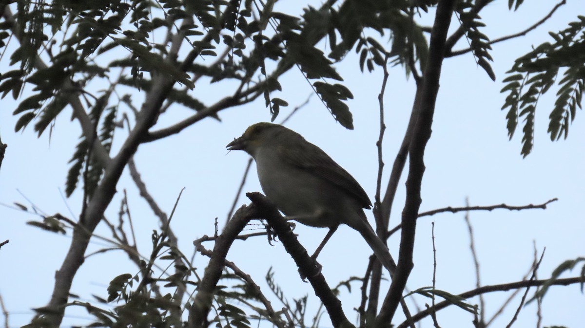Yellow-lored Tanager - ML626110511