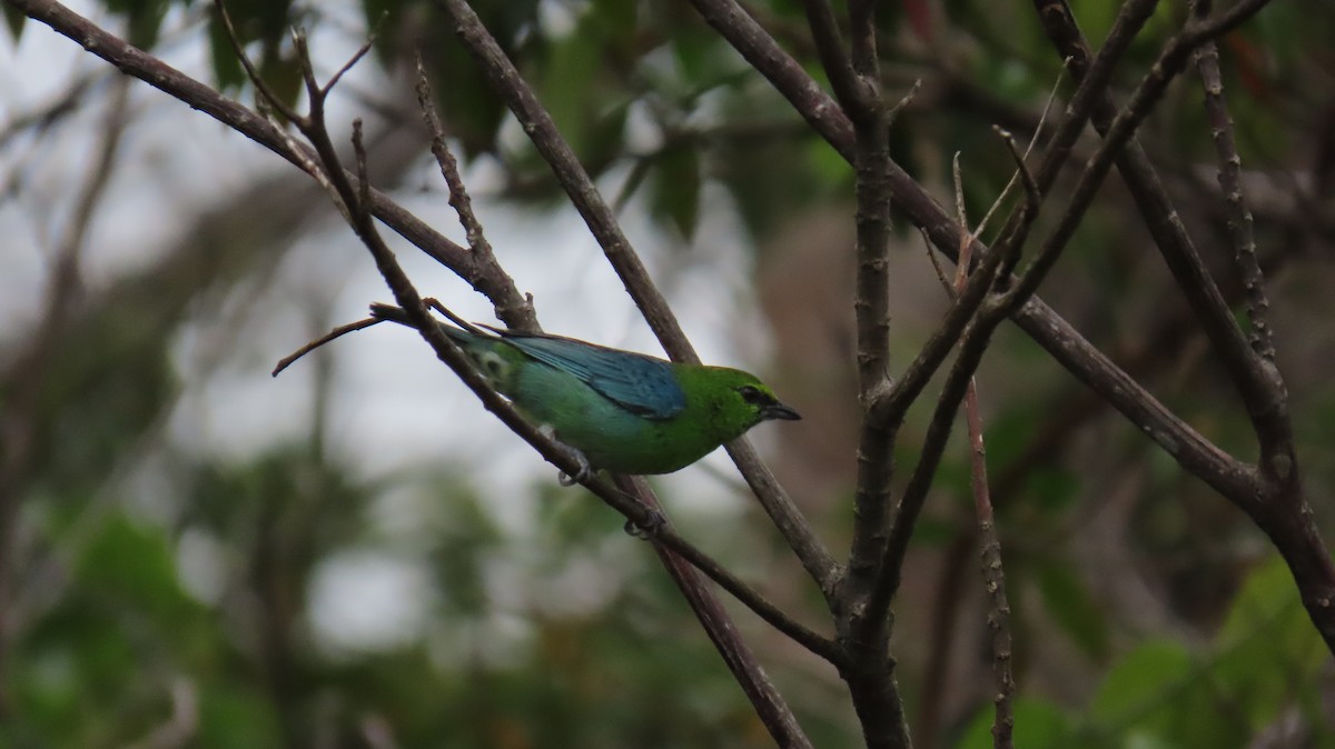 Dotted Tanager - ML626110616