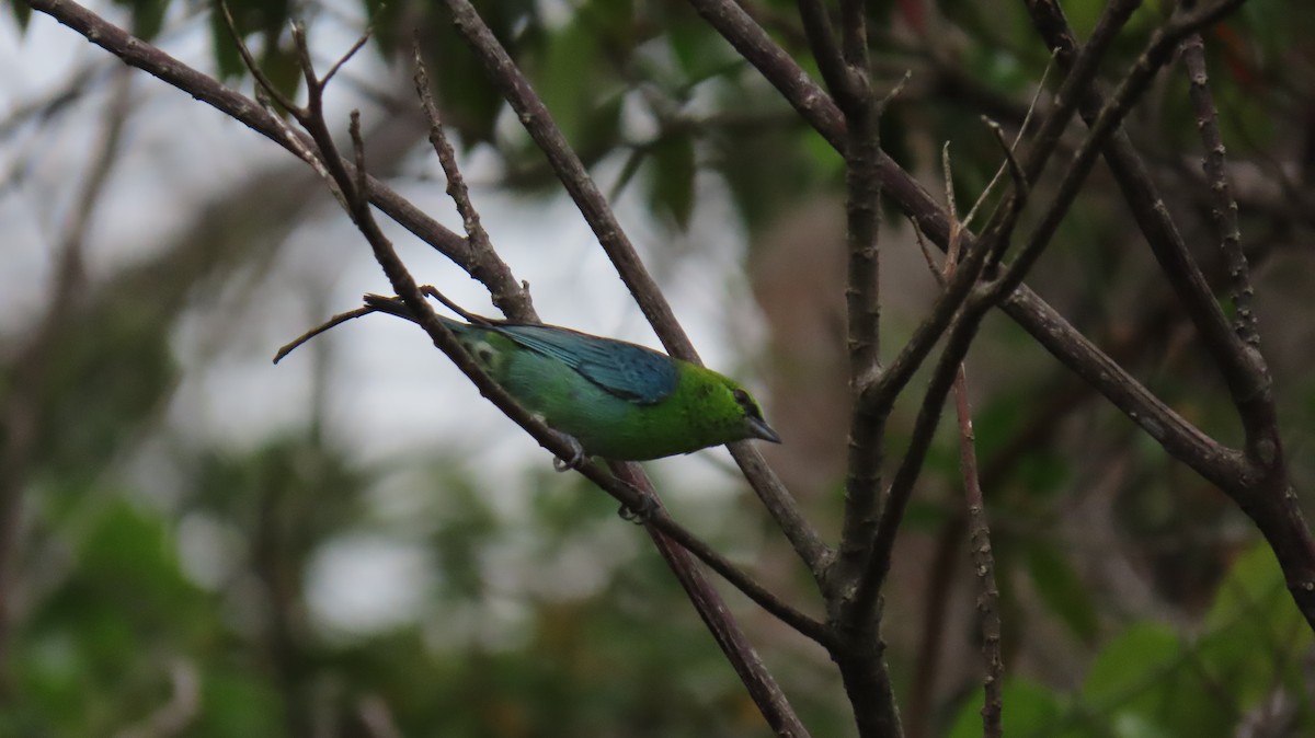 Dotted Tanager - ML626110618