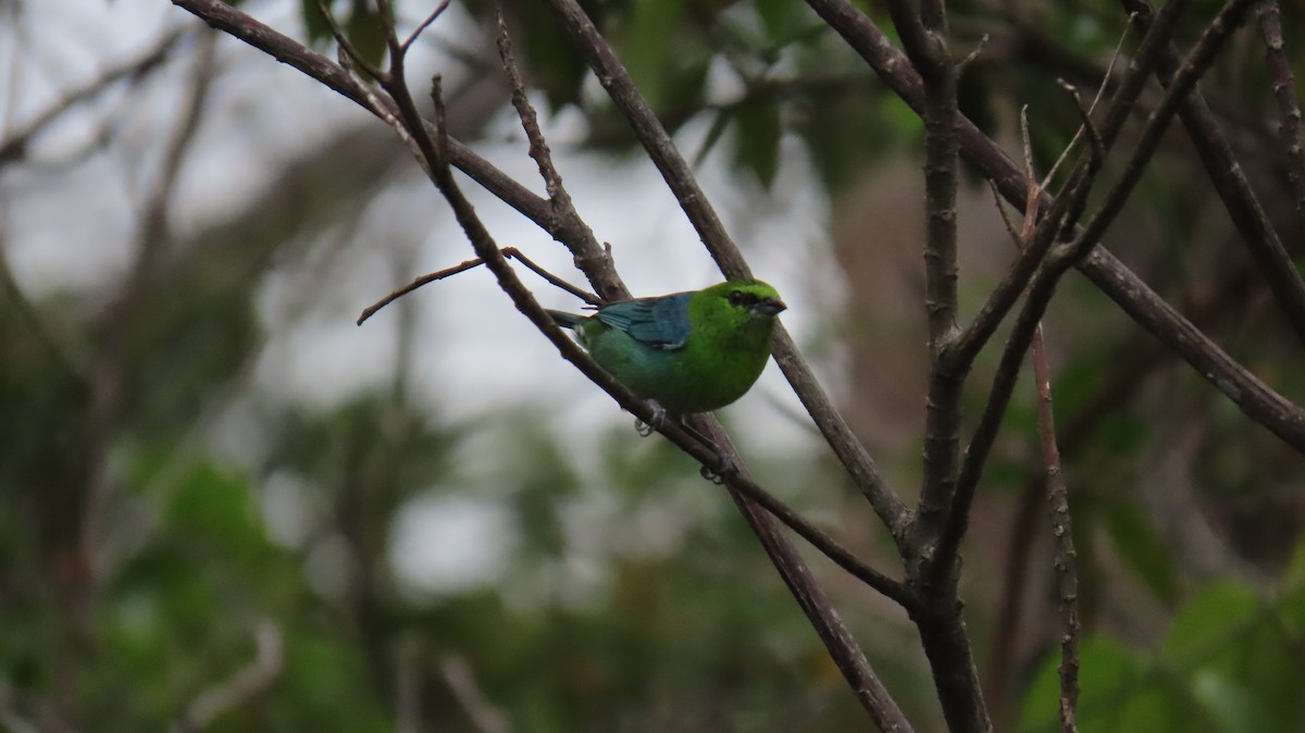 Dotted Tanager - ML626110619
