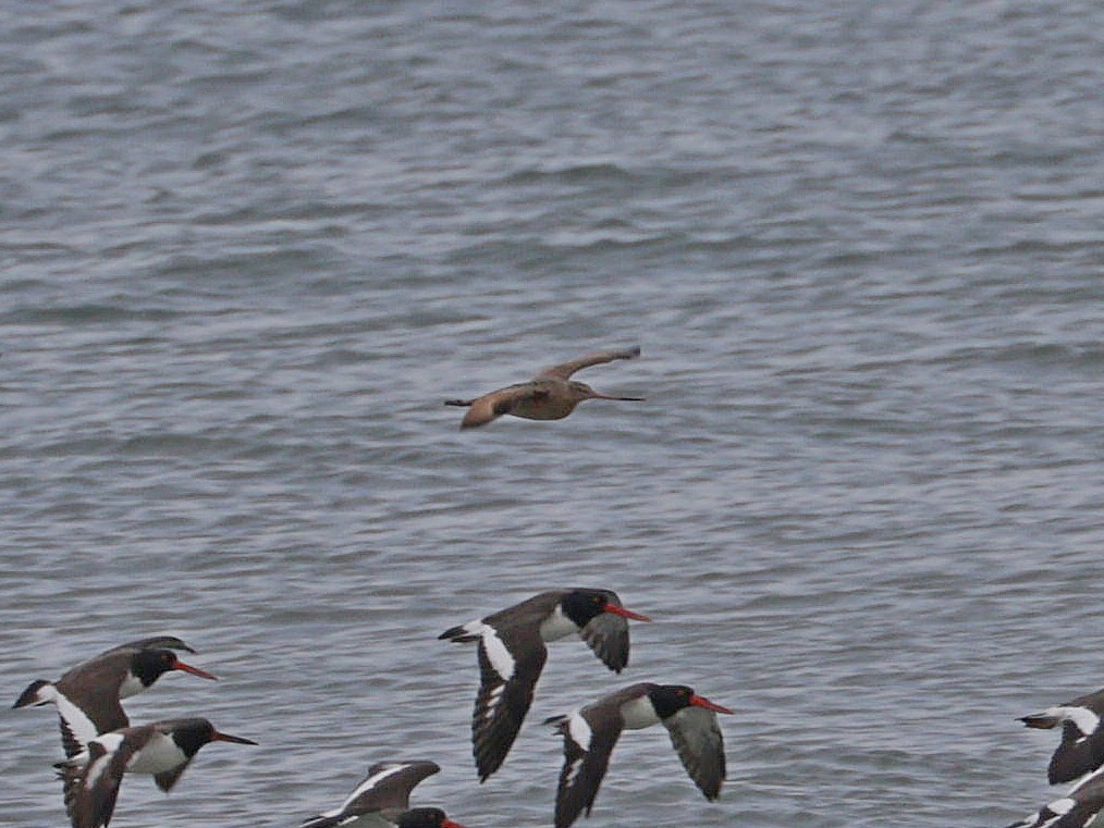 Marbled Godwit - ML626110751