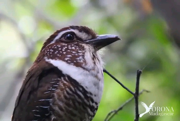 Short-legged Ground-Roller - ML626110764