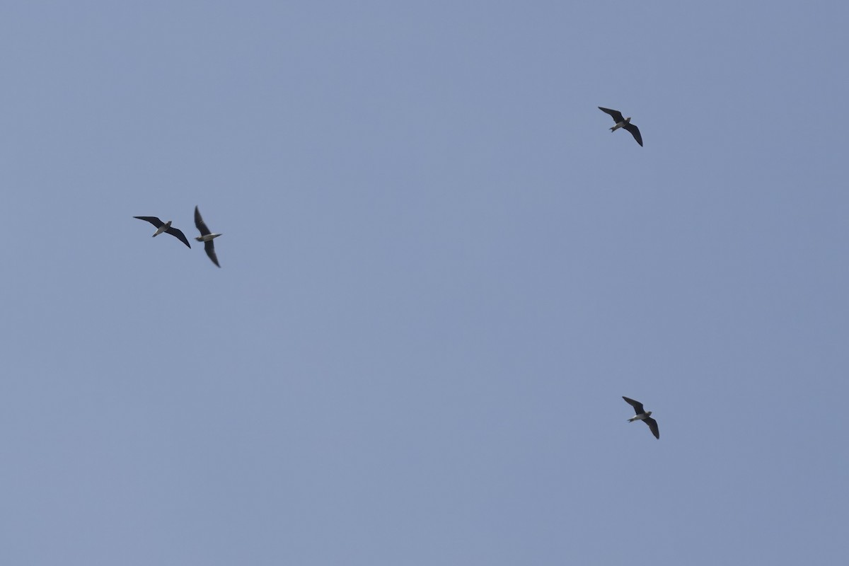 Oriental Pratincole - ML626110939