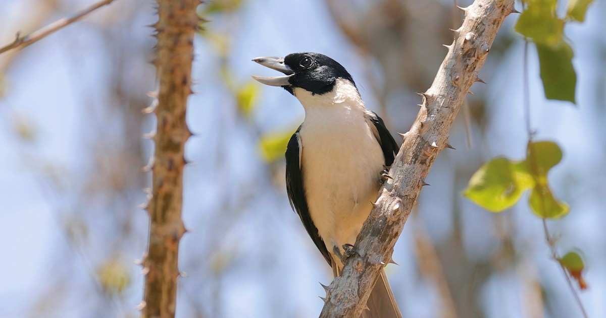 Lafresnaye's Vanga - ML626110959