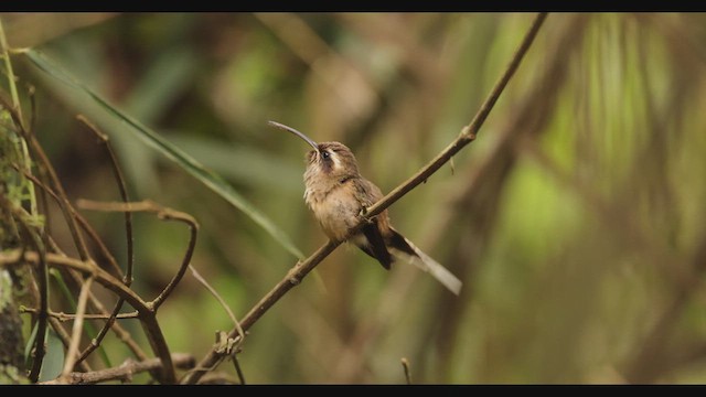 Dusky-throated Hermit - ML626110993